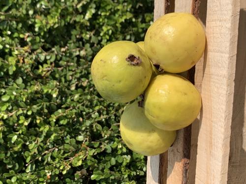 Limón con semilla, 1/2 Kilo.