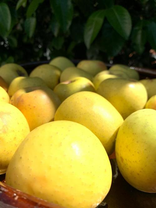 Manzana Golden, 1/2 Kilo.