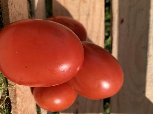 Jitomate saladet, 1/2 Kilo.