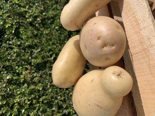 Papa alpha, 1/2 Kilo.