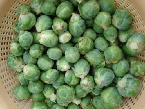 Col de Bruselas, 1/2 Kg.