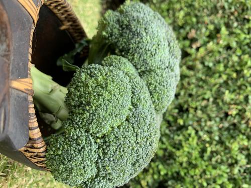 Brocoli Prime, 700 g.